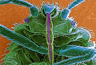 《英雄联盟》2024 MSI决赛今日中韩大战再次开启！